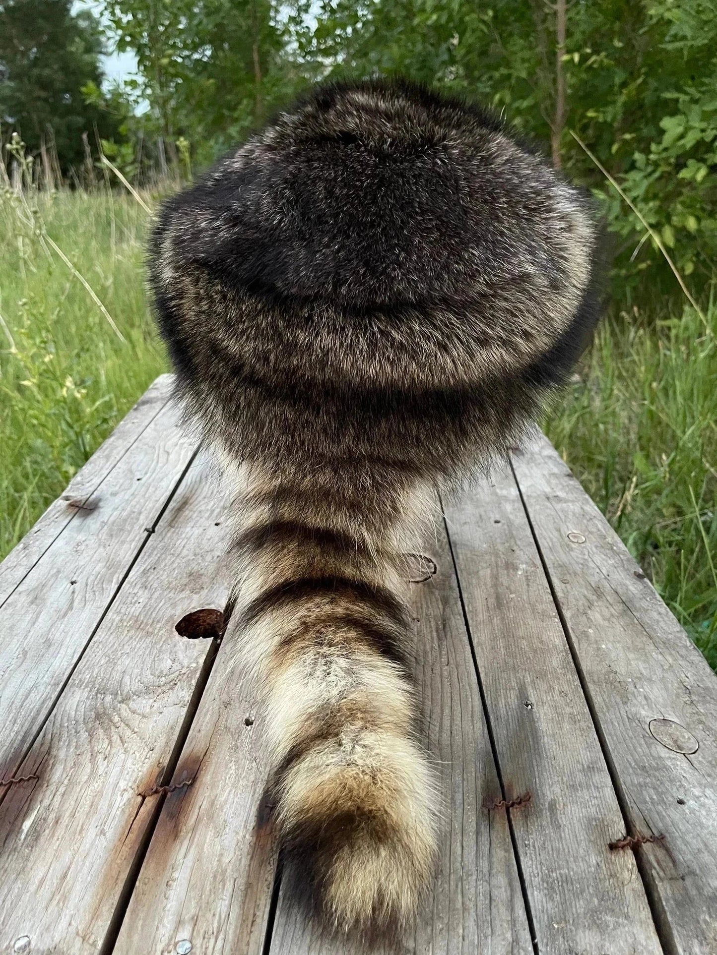 Coon Skin Hat