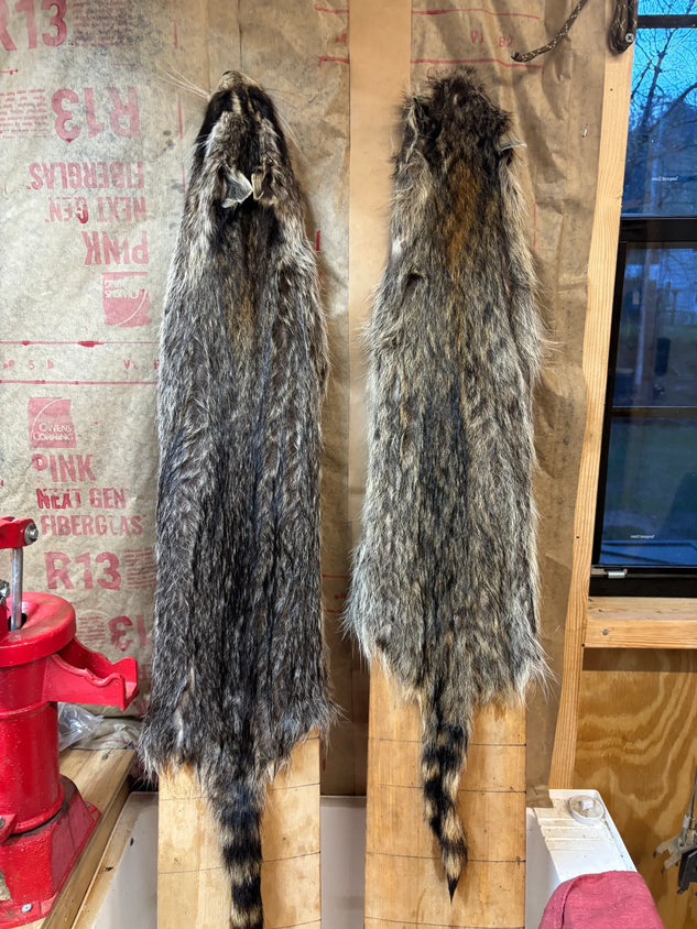 Tanned Raccoon Fur Hide for Crafts & Garments